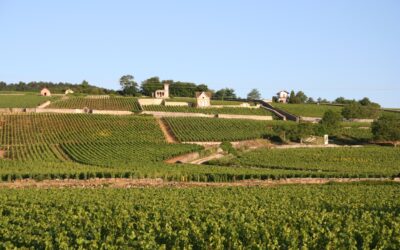 Una introduzione ai vini Chardonnay di Borgogna